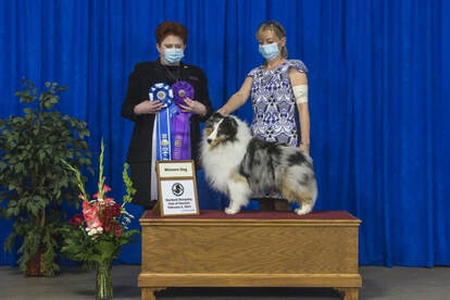 Lockehill shelties store