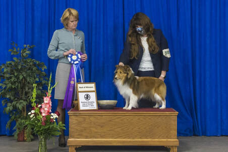 Lockehill shelties hot sale